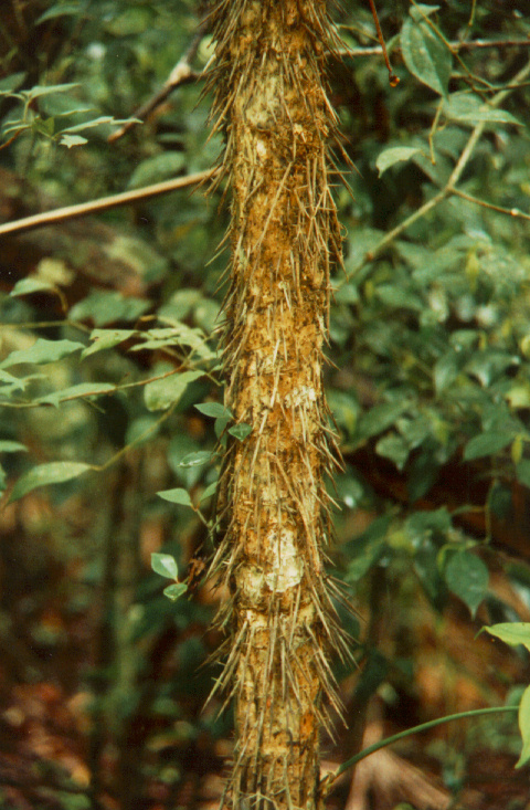 Abogado divorcio express barato Donostia San Sebastian 149